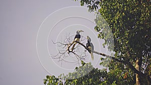 Amazing closeup of two wild oriental pied hornbills