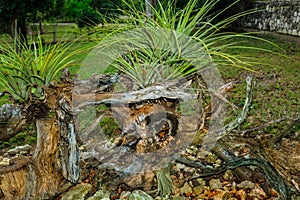 Amazing closeup view of a beautiful tropical garden trees decoration in back yard