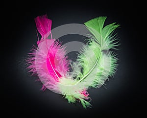 amazing closeup view of two fluffy colorful bird feathers