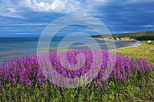 Amazing coastal fireweed, Newfoundland