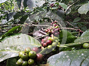 An amazing coffee plantation is here