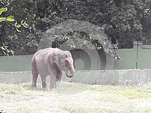 Amazing  Color elefant safari forest