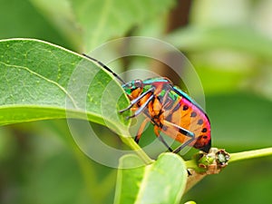 Amazing color ladybug on green tree.