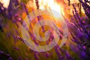 Amazing color sunset Lavender in Garden