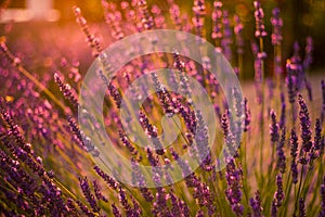 Amazing color sunset Lavender in Garden