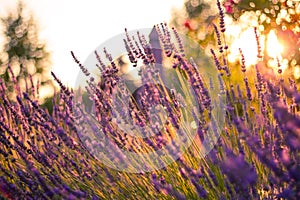 Amazing color sunset Lavender in Garden