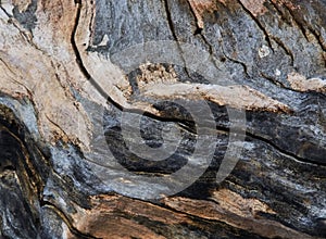 Amazing Color And Texture On Fallen Tree