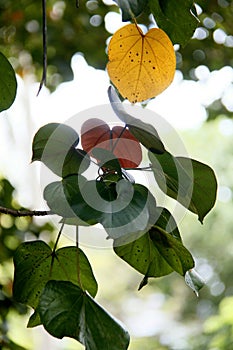 Amazing colored leaves in the forest that`s shocked you