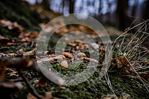 Amazing colorful art close up picture of acorns in the green moss in wild nature