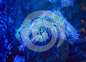 Amazing colorful blue big sea anemone animal plant in a aquatic underwater sea landscape scene beautiful background