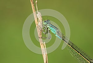 Amazing colorful blue dragonfly on green spring meadow