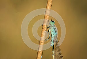 Amazing colorful blue dragonfly on green spring meadow