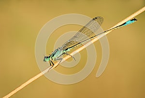 Amazing colorful blue dragonfly on green spring meadow