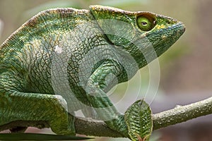 Amazing colorful Chameleon Parson\'s. Madagascar. Africa photo