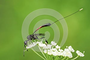 Amazing colorful fly with white flowers on green spring meadow
