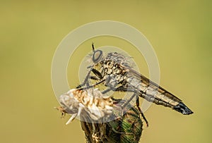 Amazing colorful fly with yellow flower on green spring meadow