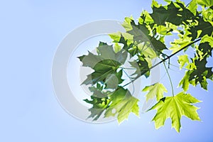 Amazing colorful foliage on a bright blue sky. Spring tree branch with green leaves. Environment, nature, ecology concept.