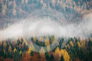 Amazing colorful forest in the mist