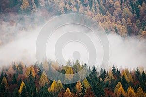 Amazing colorful forest in the mist