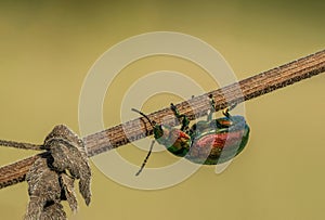 Amazing colorful and gold beetle Chrysolina graminis in spring colorful meadow