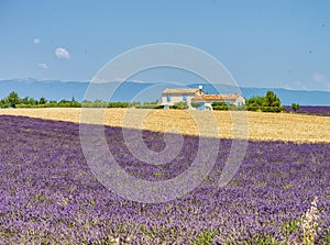 Amazing colorful Lavender Field in Provence. Summer season in France