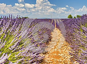 Amazing colorful Lavender Field in Provence. Summer season in France