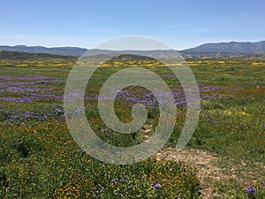 Carrizo Plains National Monument, California - flowers Soda Springs Rd Super Bloom photo