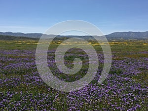 Carrizo Plains National Monument, California - flowers Soda Springs Rd Super Bloom photo