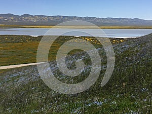 Carrizo Plains National Monument, California - flowers Soda Lake Rd Super Bloom photo