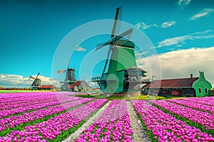 Amazing colorful tulip fields with old windmills in Netherlands