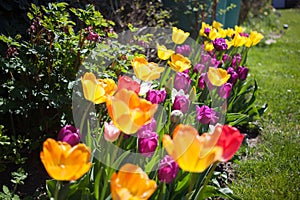 Amazing colorific tulips in the garden