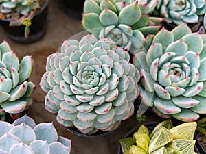 Amazing Colour of echeveria minima