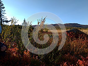 Amazing colours in autumn, in the mountains