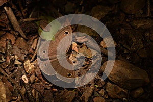 Amazing common  threering  ypthima asterope butterfly.
