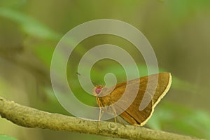 Amazing common redye  matapa aria butterfly.