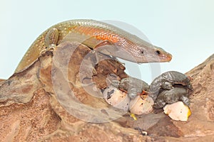 An amazing common sun skink is ready to prey on the baby turtles that have just hatched from the eggs.