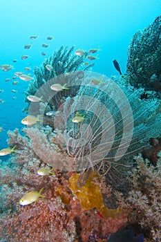 Amazing Coral Reef Life and Diversity off Padre Burgos, Leyte, Philippines