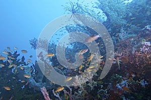 Amazing Coral Reef Life and Diversity off Padre Burgos, Leyte, Philippines