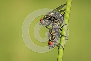 Amazing couple of colorful fly on green spring meadow
