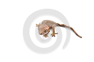 Crested gecko isolated on white background