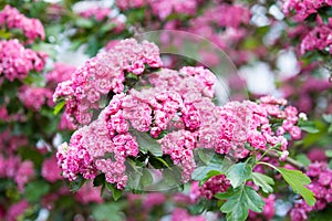 Amazing crimson hawthorn Crataegus Laevigata blooms with pink flowers in the park. Spring, summer background