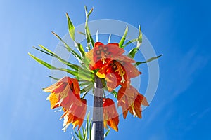 Amazing crown imperial flower in orange color