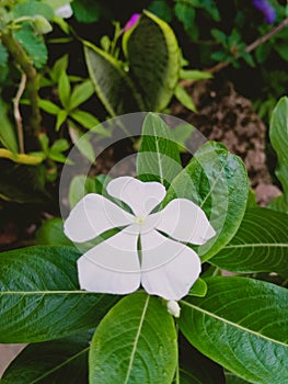 Amazing crysan flower with white color.