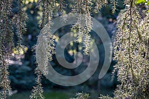 Amazing curtain of silvery juniper Juniperus communis Horstmann needles. The blurred bokeh of the garden photo