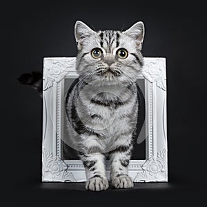 Amazing cute black silver tabby British Shorthair cat isolated on black background