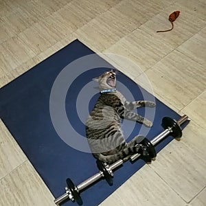 Amazing cute cat working out