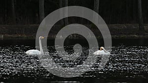 Amazing Cygnus cygnus pair of swans flying, communicating with sounds.Very large water bird of the order Anseriformes, genus Cygnu