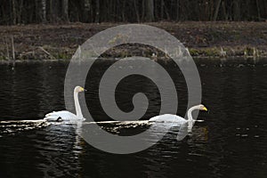 Amazing Cygnus cygnus pair of swans flying, communicating with sounds.Very large water bird of the order Anseriformes, genus Cygnu