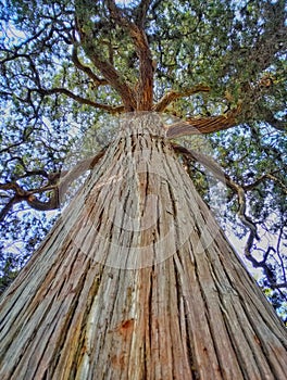 Amazing Cypress Tree 2