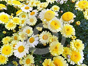 Amazing Daisies Banana Cream Shasta Daisy